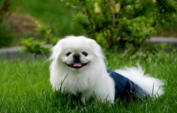 京巴犬的优缺点是什么