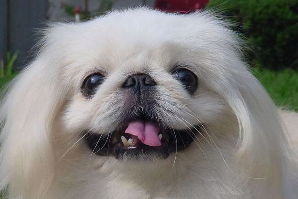 京巴犬的优缺点是什么