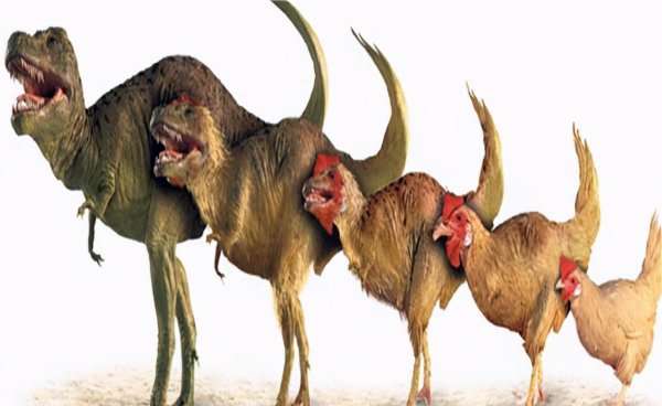 先有的鸡还是有的蛋的回答