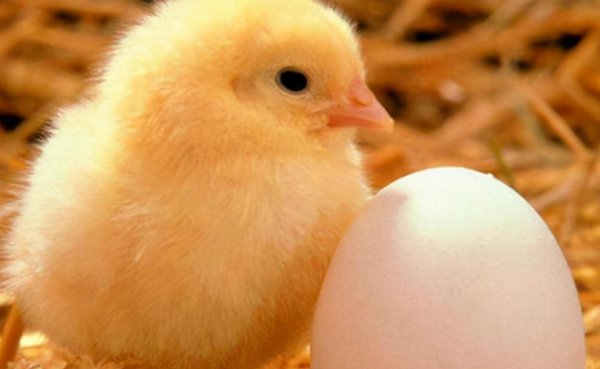 先有的鸡还是有的蛋的回答