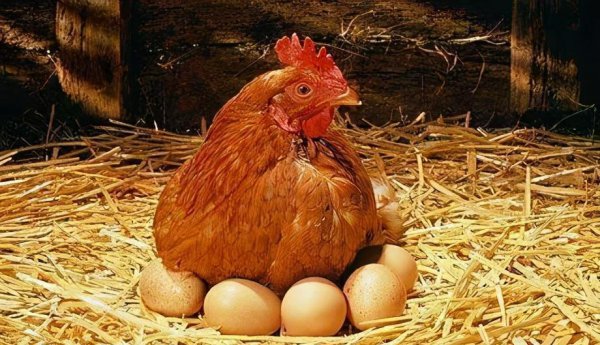 先有的鸡还是有的蛋的回答