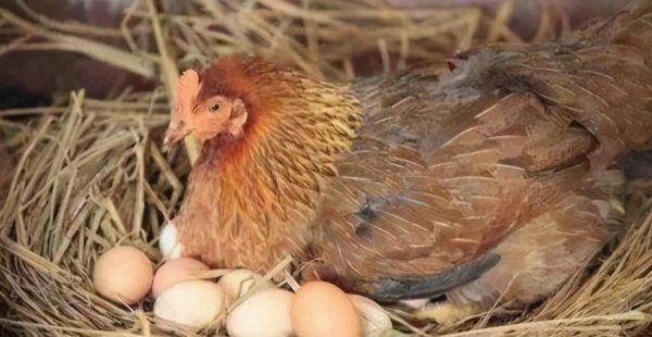 先有的鸡还是有的蛋的回答