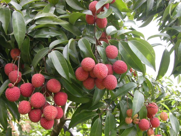 荔枝是哪里的特产