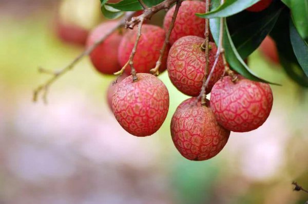 荔枝是哪里的特产