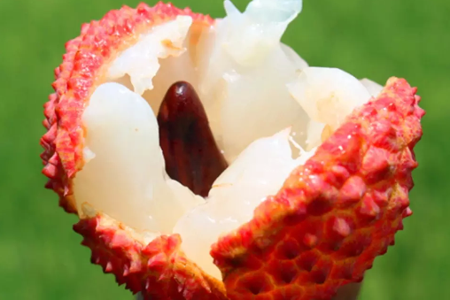 荔枝是哪里的特产