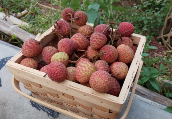 荔枝是哪里的特产