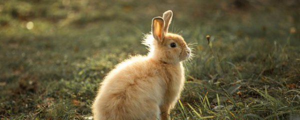 2023本命年兔年要戴什么