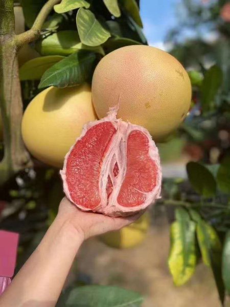 柚子怎么挑选才甜技巧