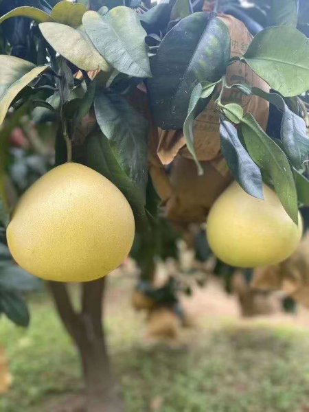 柚子怎么挑选才甜技巧