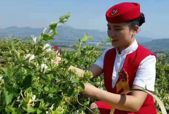 金银花是什么样子特点图片