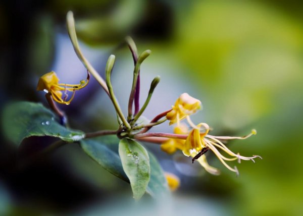 金银花是什么样子特点图片