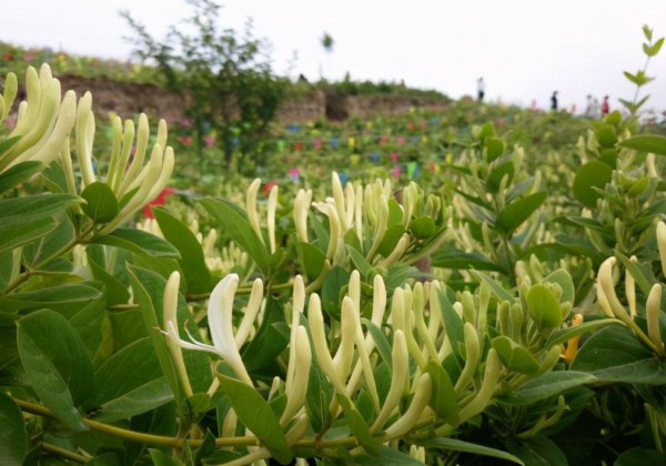 金银花是什么样子特点图片