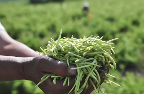 金银花是什么样子特点图片