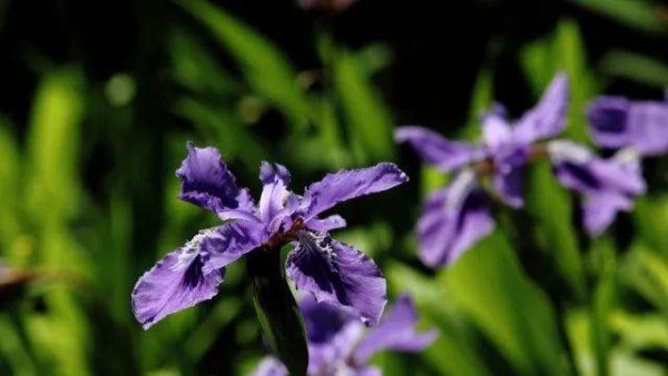 妻子出轨要离婚怎么办