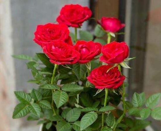 玫瑰花多久浇一次水合适