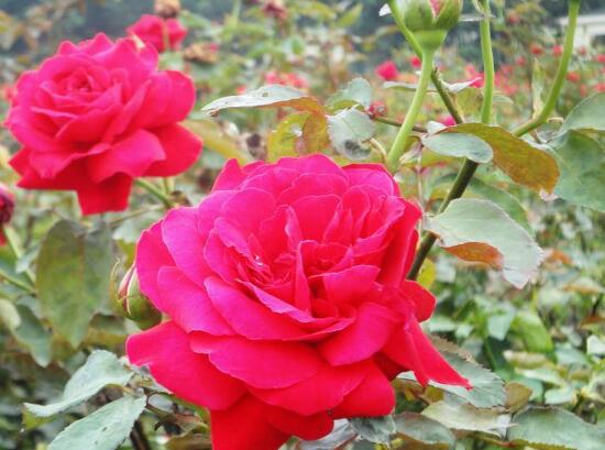 玫瑰花多久浇一次水合适