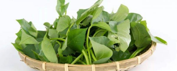 吃地瓜叶有什么好处和坏处