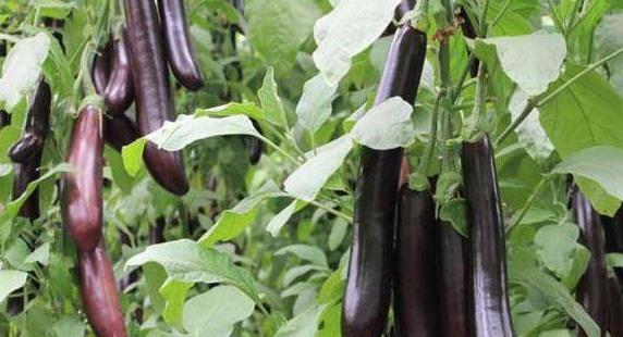 茄子叶子发黄是什么原因因引起的