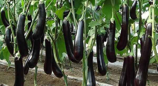 茄子叶子发黄是什么原因因引起的