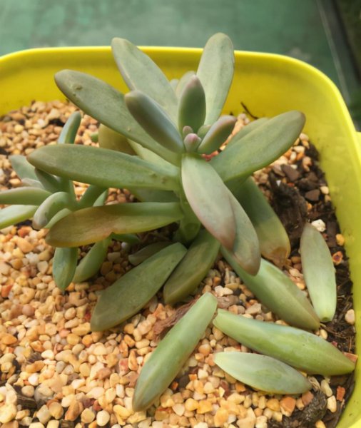 多肉掉叶子是什么原因引起的