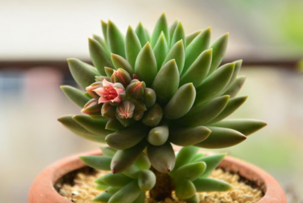 多肉掉叶子是什么原因引起的