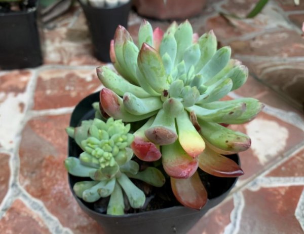 多肉掉叶子是什么原因引起的