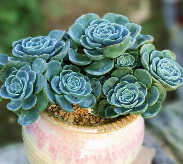 多肉掉叶子是什么原因引起的