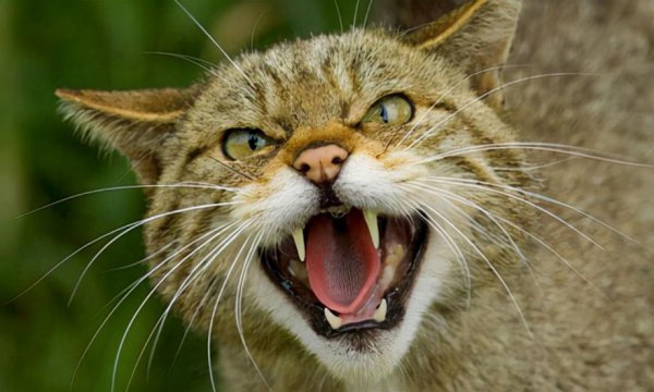 捡来的猫为什么不能养