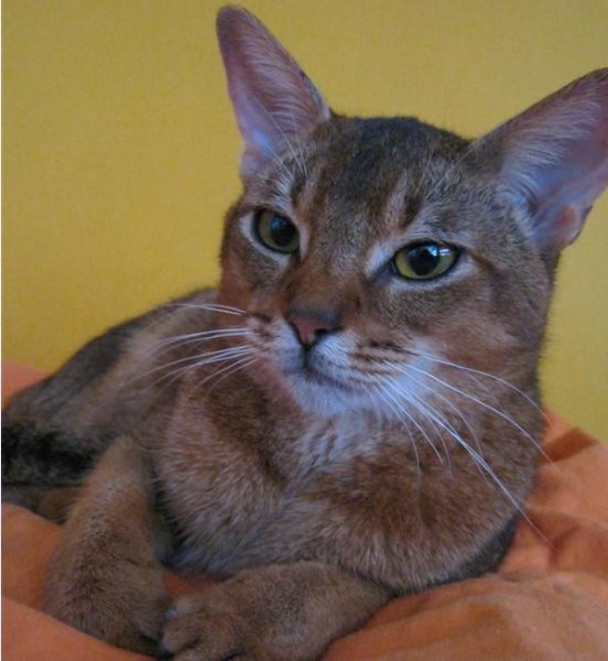 猫中之王是什么猫