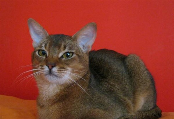 猫中之王是什么猫