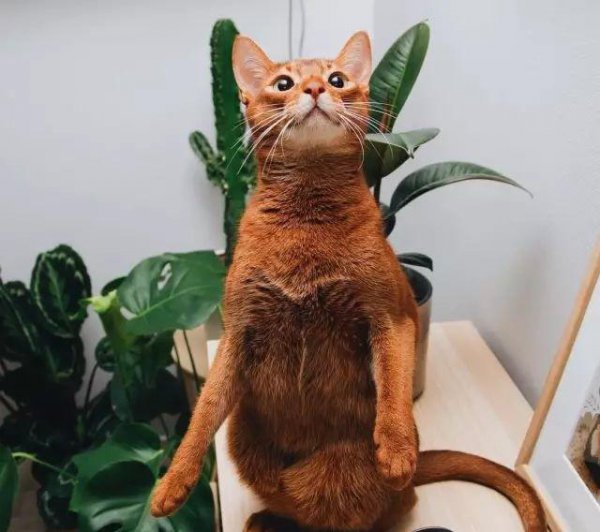 猫中之王是什么猫