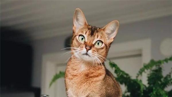 猫中之王是什么猫