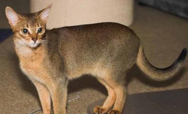 猫中之王是什么猫