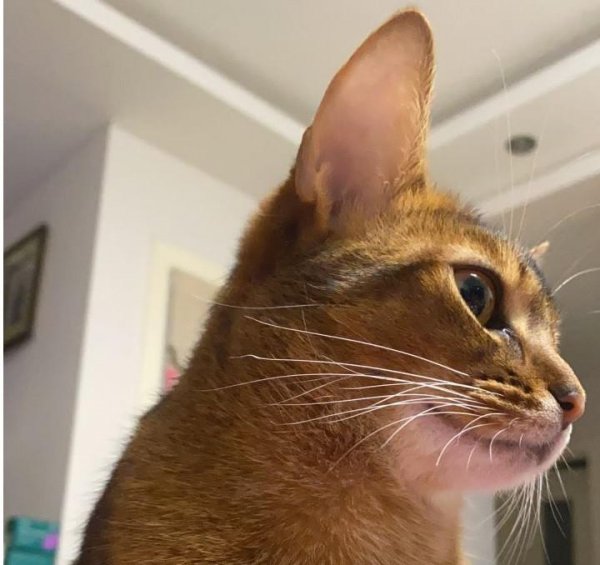 猫中之王是什么猫