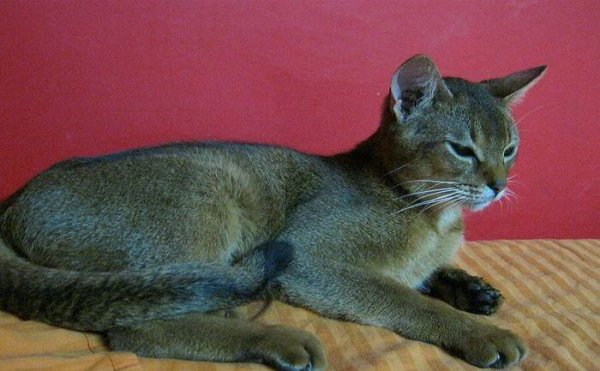 猫中之王是什么猫