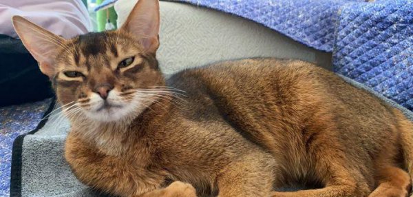 猫中之王是什么猫