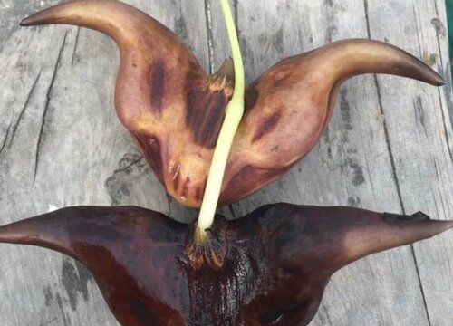 菱角发芽了可以吃吗