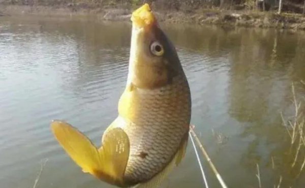 鲤鱼什么季节最好钓