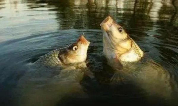 鲤鱼什么季节最好钓