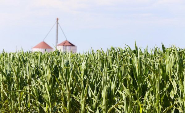 一亩玉米的成本和利润多少