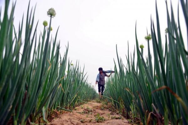 栽大葱用什么肥料最好
