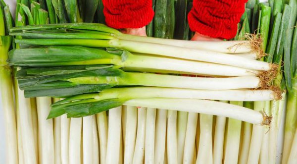 栽大葱用什么肥料最好