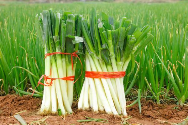 栽大葱用什么肥料最好