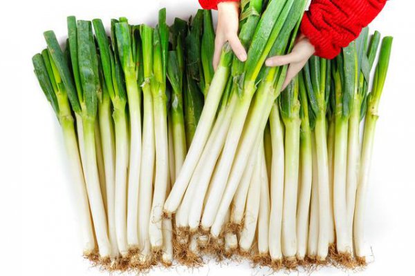 栽大葱用什么肥料最好