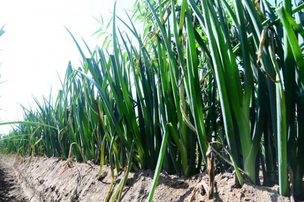 栽大葱用什么肥料最好