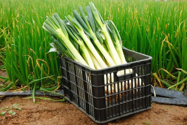 栽大葱用什么肥料最好