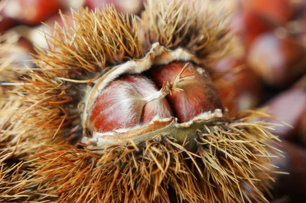 煮板栗怎么煮好吃又好剥皮