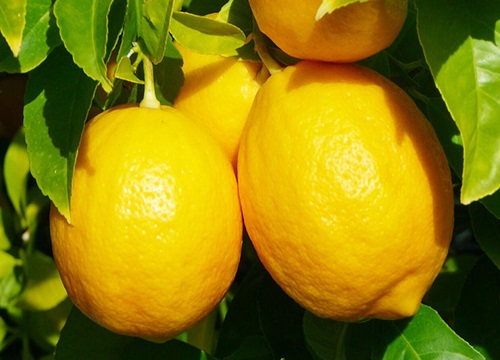 青柠檬和黄柠檬哪一个比较好吃