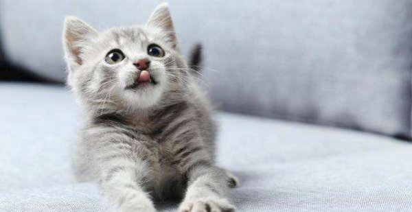 如何处理不想养的猫没有人收怎么办