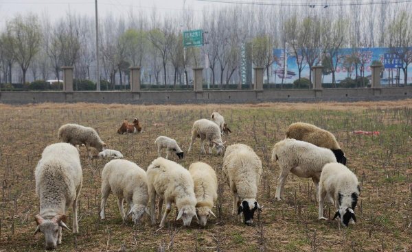 现在养羊赚钱吗